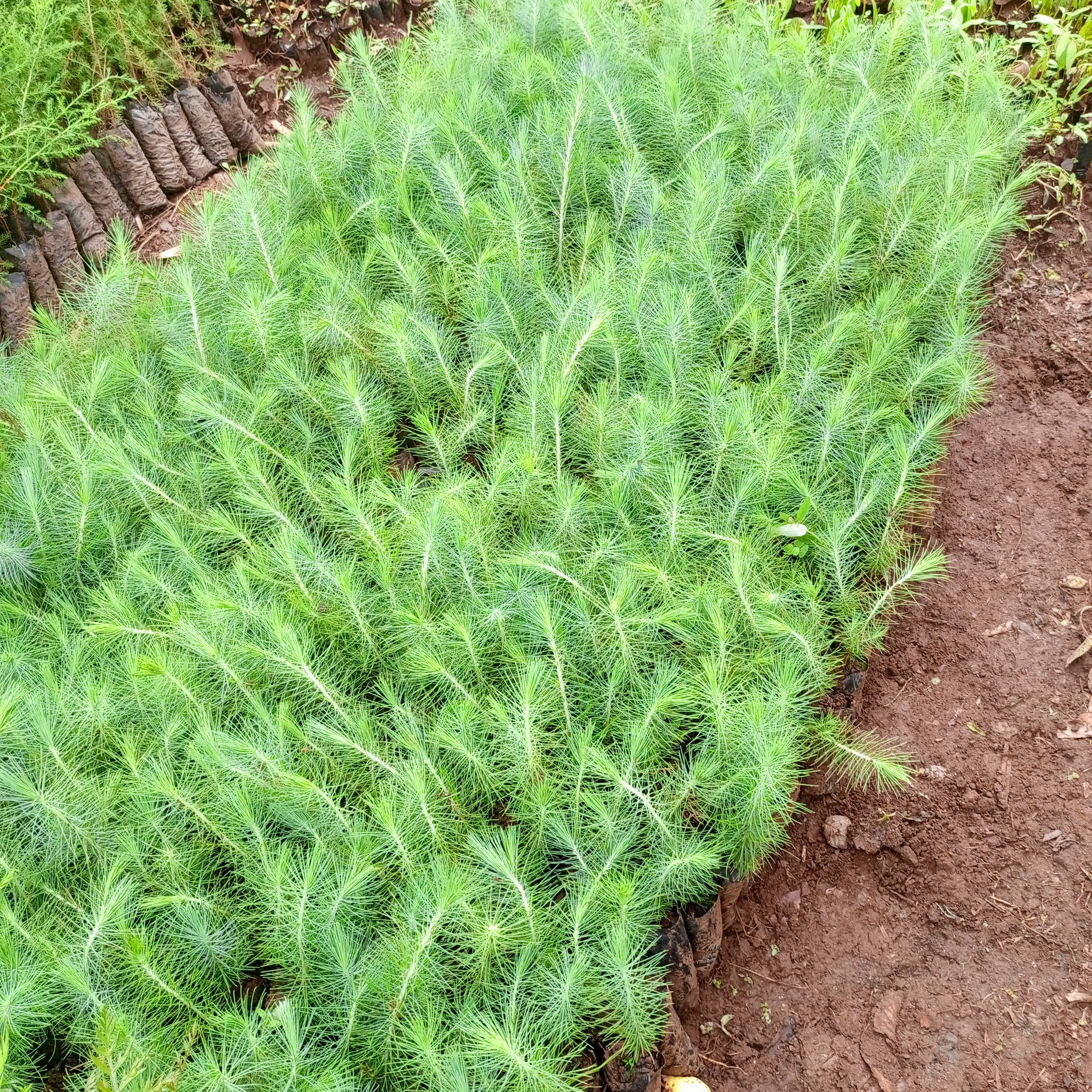pinus patula seedlings in a nursery by thegreenconnection